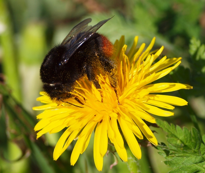 Apidae Bombus 2